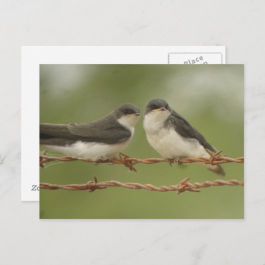 Briefkaart boomscheuren (Voorkant / Achterkant)