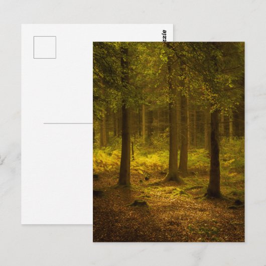 Briefkaart boslicht (Voorkant / Achterkant)