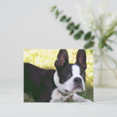 Briefkaart Boston Terrier Pup (Staand voorkant)