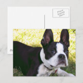 Briefkaart Boston Terrier Pup (Voorkant / Achterkant)