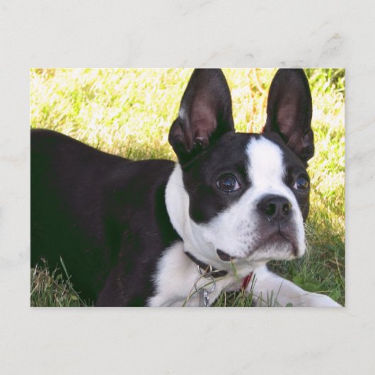 Briefkaart Boston Terrier Pup (Voorkant)