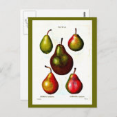 Briefkaart-Botanicals-Pierre Joseph Redoute 11 Briefkaart (Voorkant / Achterkant)