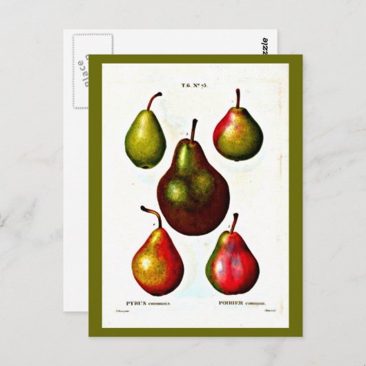 Briefkaart-Botanicals-Pierre Joseph Redoute 11 Briefkaart (Voorkant / Achterkant)