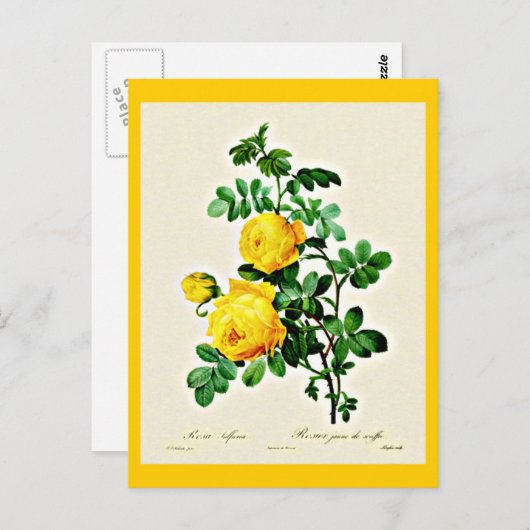 Briefkaart-Botanicals-Pierre Joseph Redoute 13 Briefkaart (Voorkant / Achterkant)