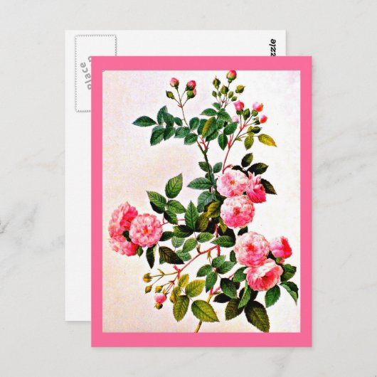 Briefkaart-Botanicals-Pierre Joseph Redoute 14 Briefkaart (Voorkant / Achterkant)