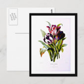 Briefkaart-Botanicals-Pierre Joseph Redoute 15 Briefkaart (Voorkant / Achterkant)