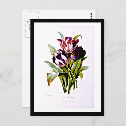 Briefkaart-Botanicals-Pierre Joseph Redoute 15 Briefkaart (Voorkant / Achterkant)