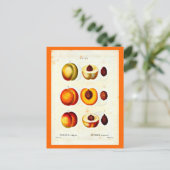 Briefkaart-Botanicals-Pierre Joseph Redoute 17 Briefkaart (Staand voorkant)