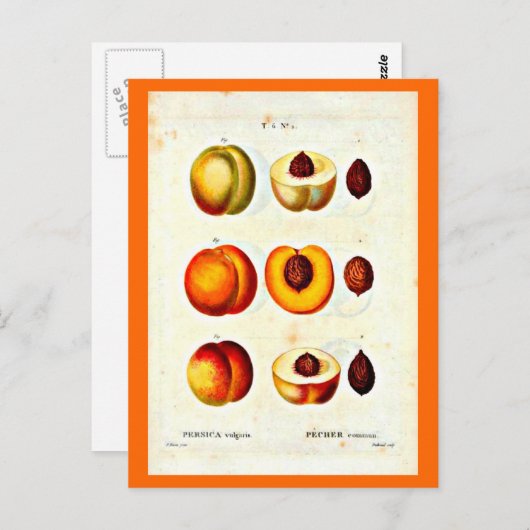 Briefkaart-Botanicals-Pierre Joseph Redoute 17 Briefkaart (Voorkant / Achterkant)