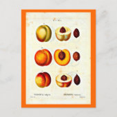 Briefkaart-Botanicals-Pierre Joseph Redoute 17 Briefkaart (Voorkant)