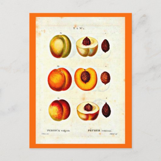 Briefkaart-Botanicals-Pierre Joseph Redoute 17 Briefkaart (Voorkant)