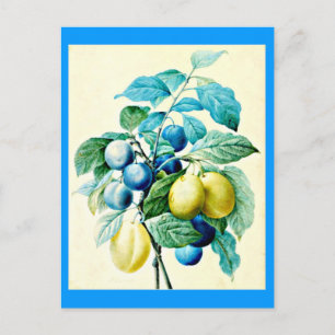 Briefkaart-Botanicals-Pierre Joseph Redoute 21 Briefkaart