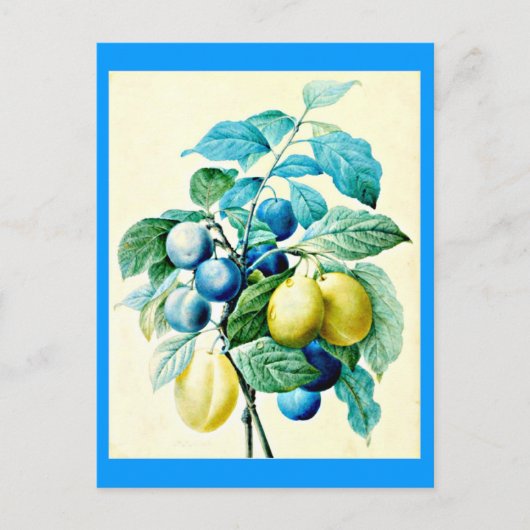 Briefkaart-Botanicals-Pierre Joseph Redoute 21 Briefkaart (Voorkant)