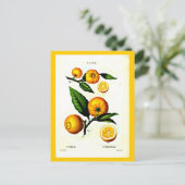 Briefkaart-Botanicals-Pierre Joseph Redoute 23 Briefkaart (Staand voorkant)