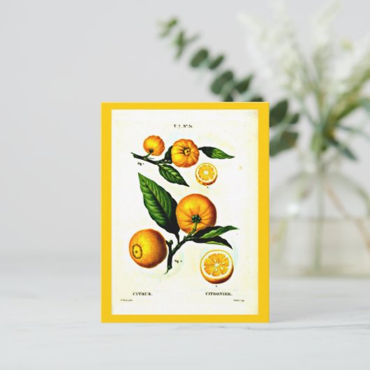 Briefkaart-Botanicals-Pierre Joseph Redoute 23 Briefkaart (Staand voorkant)