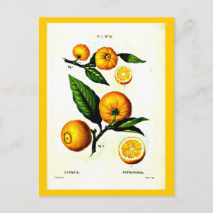 Briefkaart-Botanicals-Pierre Joseph Redoute 23 Briefkaart