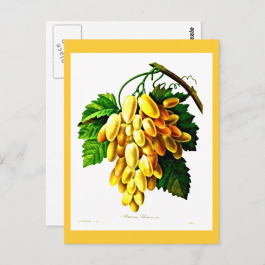 Briefkaart-Botanicals-Pierre Joseph Redoute 3 Briefkaart (Voorkant / Achterkant)