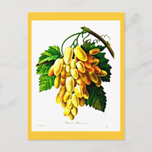 Briefkaart-Botanicals-Pierre Joseph Redoute 3 Briefkaart (Voorkant)