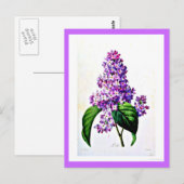 Briefkaart-Botanicals-Pierre Joseph Redoute 8 Briefkaart (Voorkant / Achterkant)