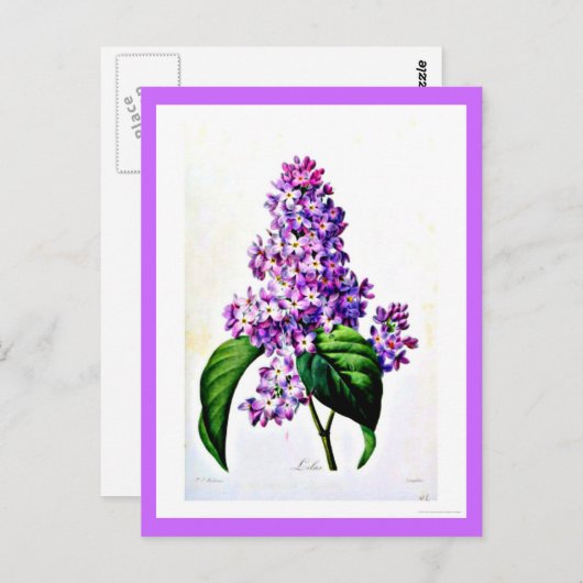 Briefkaart-Botanicals-Pierre Joseph Redoute 8 Briefkaart (Voorkant / Achterkant)