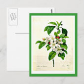 Briefkaart-Botanicals-Pierre Joseph Redoute 9 Briefkaart (Voorkant / Achterkant)