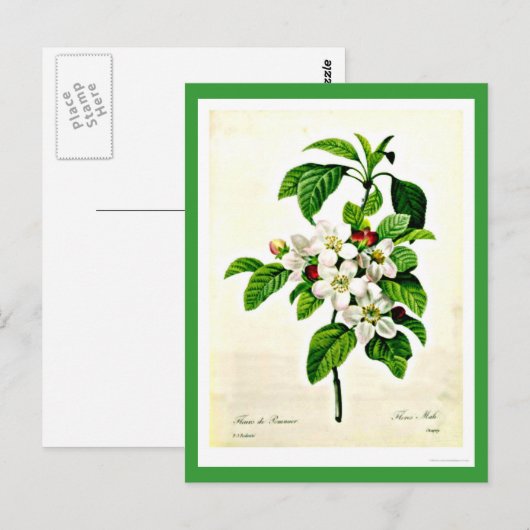 Briefkaart-Botanicals-Pierre Joseph Redoute 9 Briefkaart (Voorkant / Achterkant)
