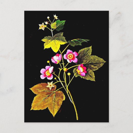 Briefkaart-Botanische Art-Mary Delany 4 Briefkaart (Voorkant)