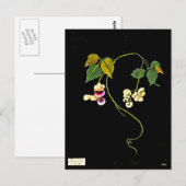Briefkaart-Botanische Art-Mary Delany 5 Briefkaart (Voorkant / Achterkant)