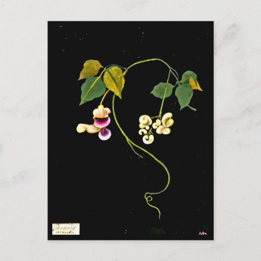 Briefkaart-Botanische Art-Mary Delany 5 Briefkaart (Voorkant)