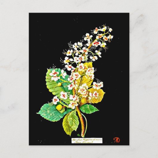 Briefkaart-Botanische Kunst-Mary Delany 11 Briefkaart (Voorkant)
