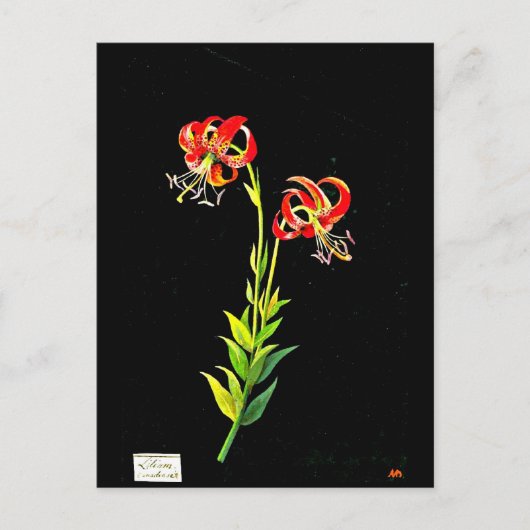 Briefkaart-Botanische Kunst-Mary Delany 12 Briefkaart (Voorkant)