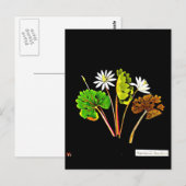 Briefkaart-Botanische Kunst-Mary Delany 14 Briefkaart (Voorkant / Achterkant)