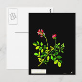 Briefkaart-Botanische Kunst-Mary Delany 15 Briefkaart (Voorkant / Achterkant)