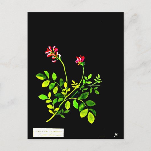 Briefkaart-Botanische Kunst-Mary Delany 15 Briefkaart (Voorkant)