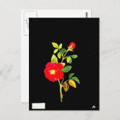 Briefkaart-Botanische Kunst-Mary Delany 16 Briefkaart (Voorkant / Achterkant)