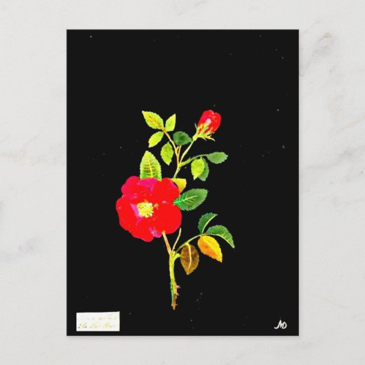 Briefkaart-Botanische Kunst-Mary Delany 16 Briefkaart (Voorkant)