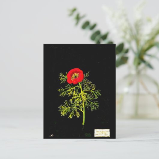 Briefkaart-Botanische Kunst-Mary Delany 18 Briefkaart (Staand voorkant)
