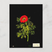 Briefkaart-Botanische Kunst-Mary Delany 18 Briefkaart (Voorkant)