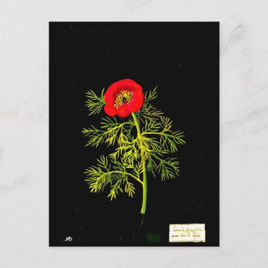 Briefkaart-Botanische Kunst-Mary Delany 18 Briefkaart (Voorkant)