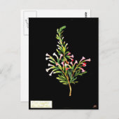 Briefkaart-Botanische Kunst-Mary Delany 20 Briefkaart (Voorkant / Achterkant)