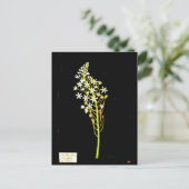 Briefkaart-Botanische Kunst-Mary Delany 2 Briefkaart (Staand voorkant)