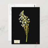 Briefkaart-Botanische Kunst-Mary Delany 2 Briefkaart (Voorkant / Achterkant)