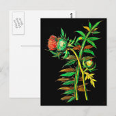 Briefkaart-Botanische Kunst-Mary Delany 6 Briefkaart (Voorkant / Achterkant)