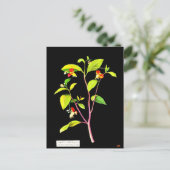 Briefkaart-Botanische Kunst-Mary Delany 7 Briefkaart (Staand voorkant)