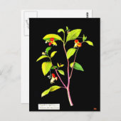 Briefkaart-Botanische Kunst-Mary Delany 7 Briefkaart (Voorkant / Achterkant)