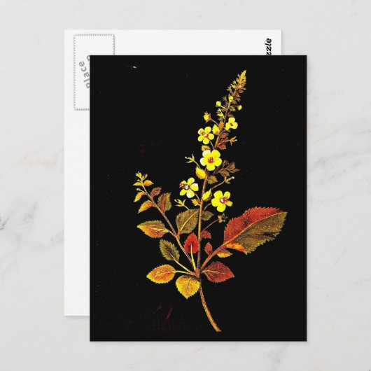 Briefkaart-Botanische Kunst-Mary Delany 8 Briefkaart (Voorkant / Achterkant)