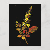 Briefkaart-Botanische Kunst-Mary Delany 8 Briefkaart (Voorkant)