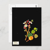 Briefkaart-Botanische Kunst-Mary Delany 9 Briefkaart (Voorkant / Achterkant)