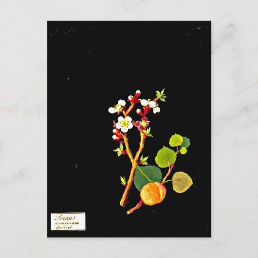 Briefkaart-Botanische Kunst-Mary Delany 9 Briefkaart (Voorkant)