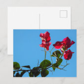 Briefkaart Bougainvillea (Voorkant / Achterkant)